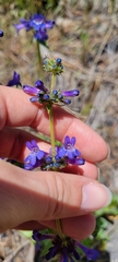 Penstemon pruinosus