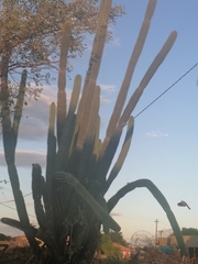 Cereus jamacaru