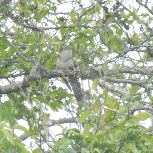 Himalayan Cuckoo (Cuculus saturatus), photo 7