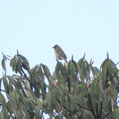 Procarduelis nipalensis