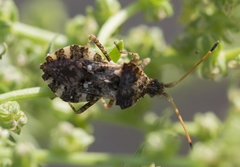 Centrocoris variegatus