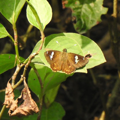 Celaenorrhinus putra