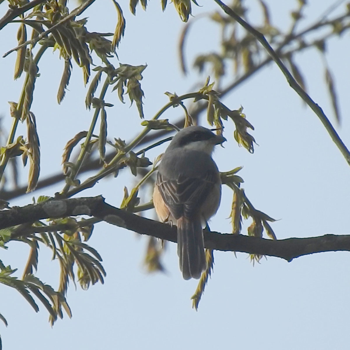 Grey-backed Shrike (Lanius tephronotus)