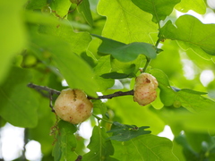 Biorhiza