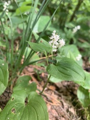 Maianthemum bifolium