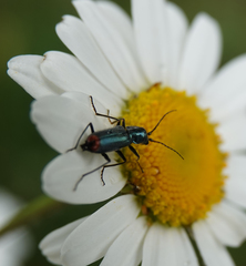Clanoptilus geniculatus