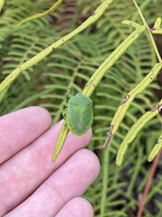 Chinavia pensylvanica