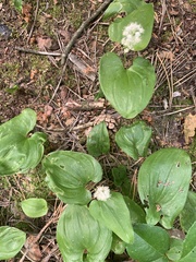 Maianthemum bifolium