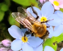 Andrena milwaukeensis