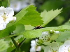 Andrena thoracica