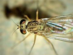 Sciapus pallens
