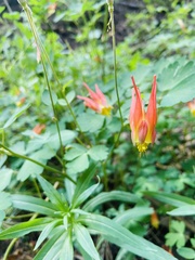 Aquilegia elegantula