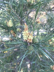 Pinus
