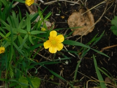 Ranunculus cassubicus