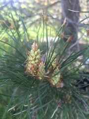 Pinus