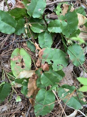 Epigaea