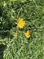 Taraxacum officinale