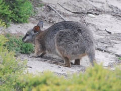 Notamacropus eugenii