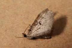 Eupithecia virgaureata