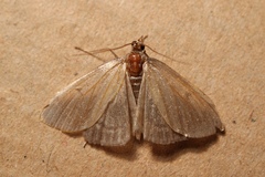 Anania fuscalis