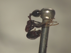 Trichomyrmex glaber