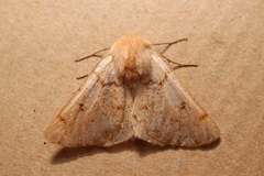 Dyscia distinctaria