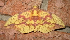 Eacles imperialis pini