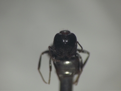 Trichomyrmex glaber