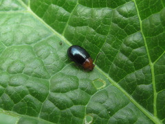 Podagrica fuscicornis