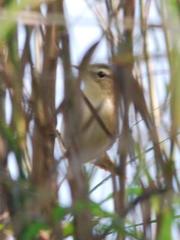 Acrocephalus bistrigiceps