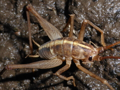 Pleioplectron simplex