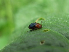 Podagrica fuscicornis