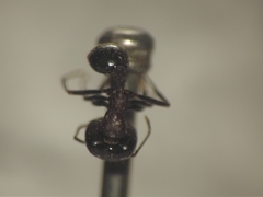 Trichomyrmex glaber