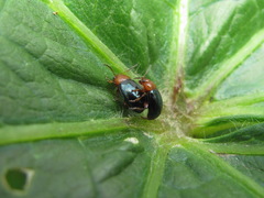 Podagrica fuscicornis