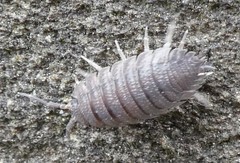 Porcellio scaber