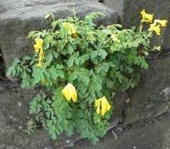 Pseudofumaria lutea