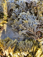 Pelvetiopsis limitata