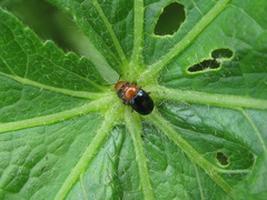 Podagrica fuscicornis