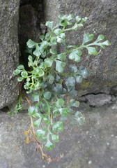 Asplenium ruta-muraria
