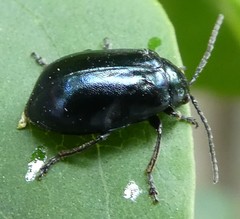 Agelastica alni