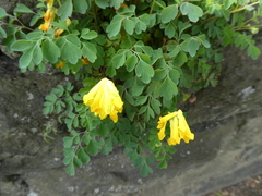 Pseudofumaria lutea