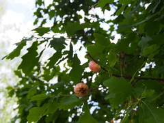 Biorhiza