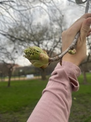 Aesculus glabra