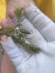 Ceratophyllum demersum image