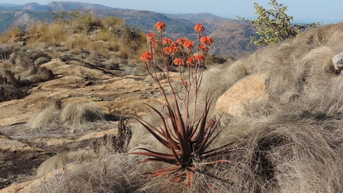 Aloe cameronii image