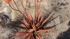 Aloe cameronii image