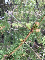 Picea