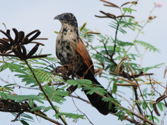 Centropus bengalensis