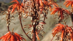 Aloe cameronii image