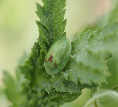 Cassida stigmatica